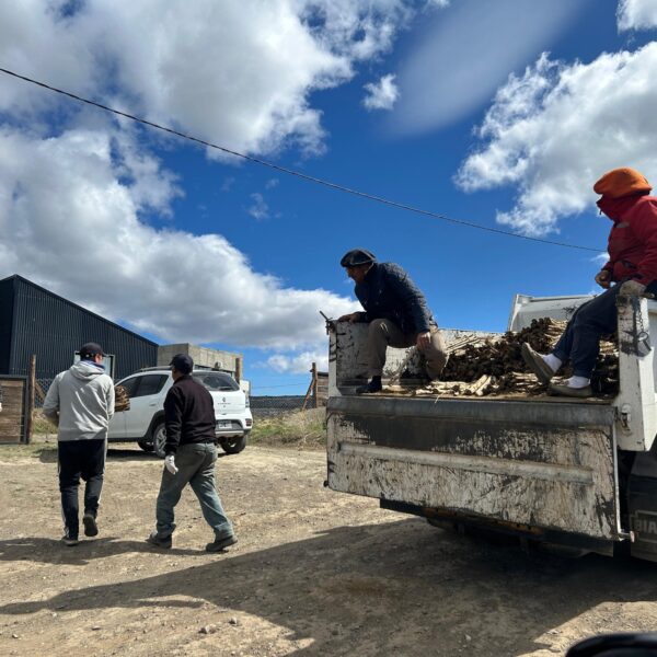 ¡Ya entregamos más de 11000 estacas de álamos!