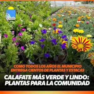 Lee más sobre el artículo CALAFATE MÁS VERDE Y LINDO: PLANTAS PARA LA COMUNIDAD