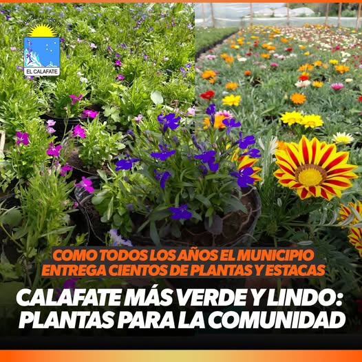 CALAFATE MÁS VERDE Y LINDO: PLANTAS PARA LA COMUNIDAD